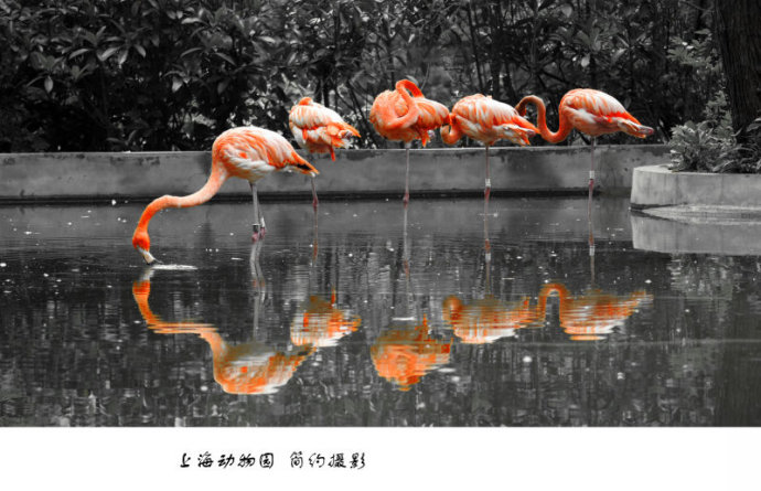 上海动物园拍鸟玩