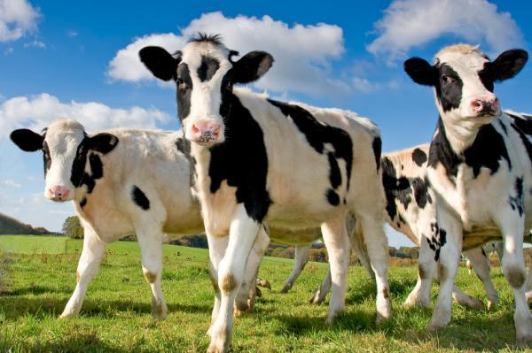 保护环境，奶牛有责；绿色减排，从吃做起