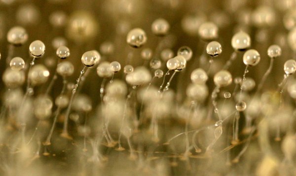 “粘菌”会播种细菌种子