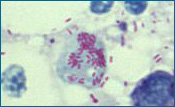 Gender-biased bacteria throw off an evolutionary balance - 科学松鼠会 - 科学松鼠会 Rickettsia