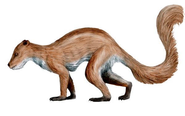 Plesiadapis_NT.jpg