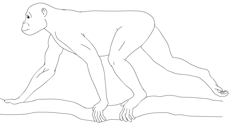 800px-ProconsulZICA.png