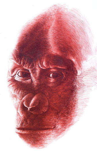 recent_apes_505_FS.jpg