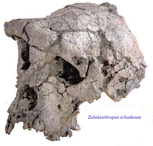 Sahelanthropus tchadensis.gif