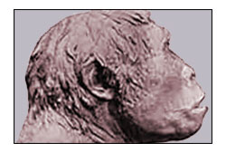 ape_man_1346.jpg