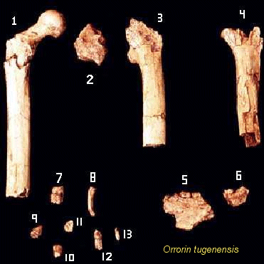Orrorin tugenensis.gif