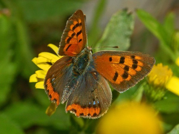 800px-Lycaenidae_-_Lycaena_phlaeas