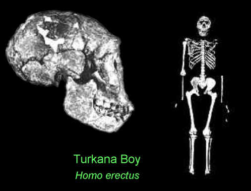 Turkana Boy.jpg