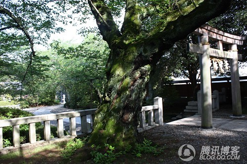 熊野神社的百年樱树