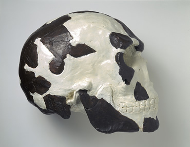 skull-omo-370_11092_1.jpg