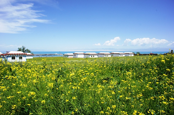 著名的青海湖畔油菜花
