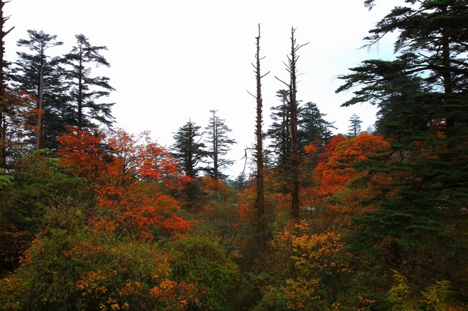 峨眉之秋，层林尽染的美丽