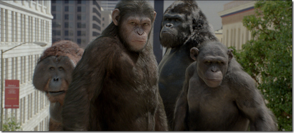 黑猩猩传奇，《猩球崛起》的真实演绎  
