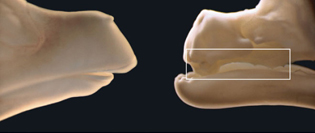 对比图：正常的鸡胚（左）和发生突变、长出原始牙蕾的鸡胚（右）