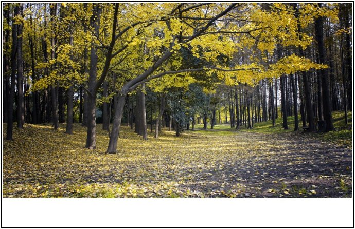 上海森林公园秋色
