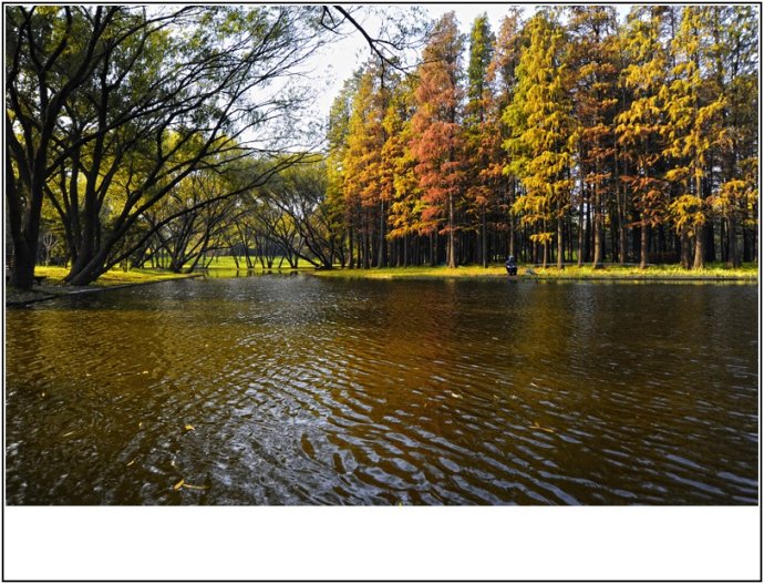上海森林公园秋色