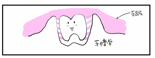 牙周组织的发生05.jpg