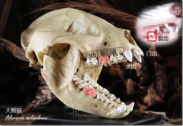 ailuropoda melanoleuca)的头骨模型,示包括骇人的犬齿在内的各个牙齿
