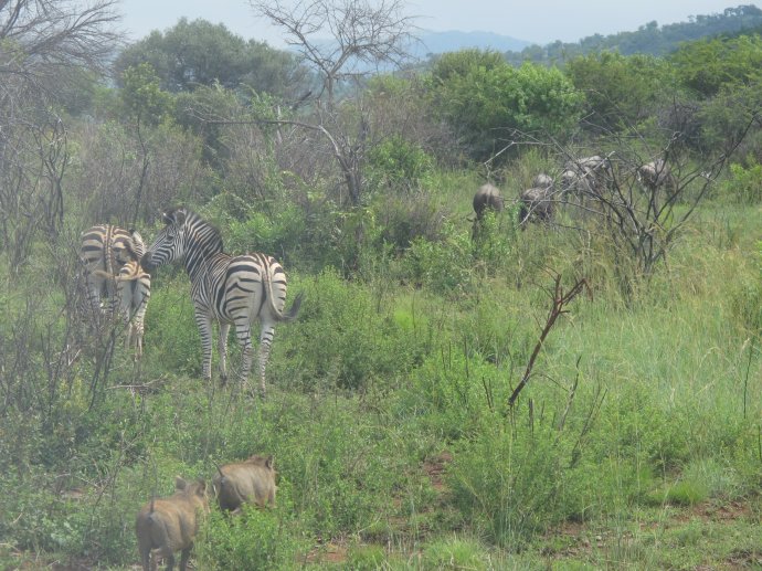 南非旅行记之八：遭遇大象、犀牛、河马和长颈鹿