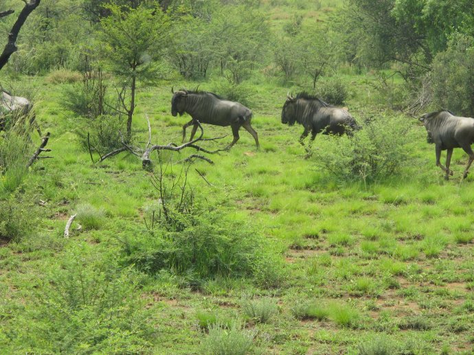 南非旅行记之八：遭遇大象、犀牛、河马和长颈鹿