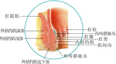 直肠癌病人到底怎么排便? - 科学松鼠会 - 科学松鼠会
