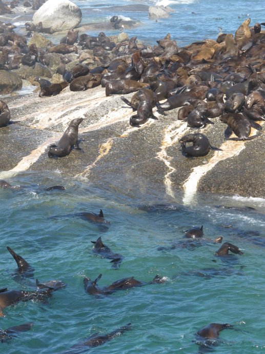 南非旅行记之十一：海豹宝宝、企鹅妈妈和上帝