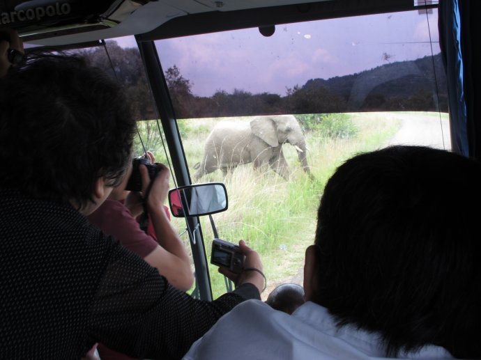 南非旅行记之十三：目击中国人狂购象牙