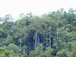 [少儿科普][热带雨林1]谁是雨林的招牌树？  