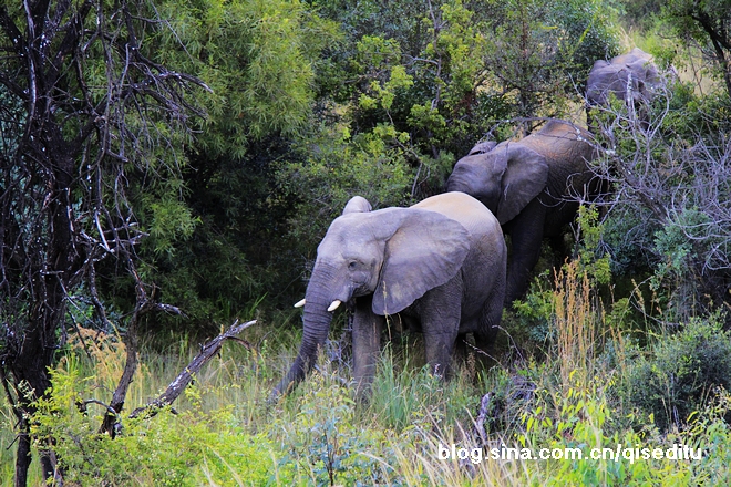 【南非】狩猎旅行，惊险刺激看非洲鈥溛宕筲