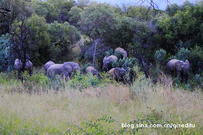 【南非】狩猎旅行，惊险刺激看非洲鈥溛宕筲