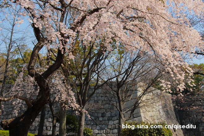 【日本】品行之旅，春天到日本来看樱