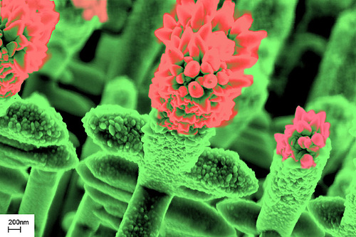俄罗斯科学家生长并用显微镜拍摄的纳米结构