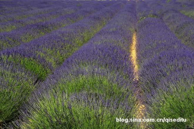 【法国】普罗旺斯，深情相拥薰衣草