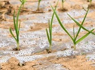 过度化肥农药威胁中国农业