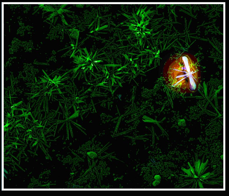 两幅氧化钛纳米花草（照片）