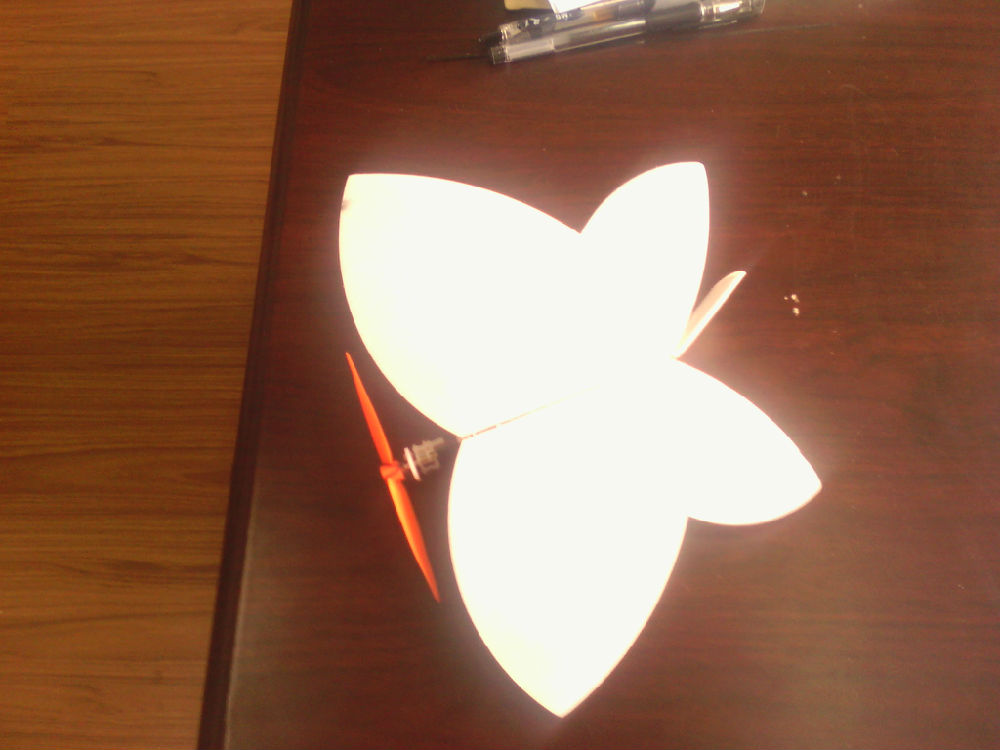 我们的蝴蝶小灰机（图）