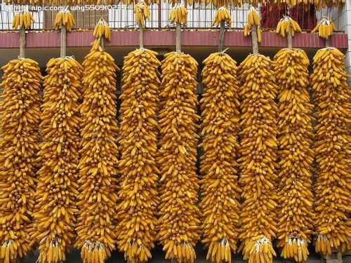 玉米在中国产量最高的粮食