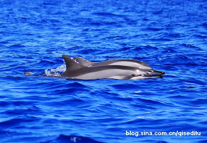 【毛里求斯】碧海蓝天，与海豚共同遨游