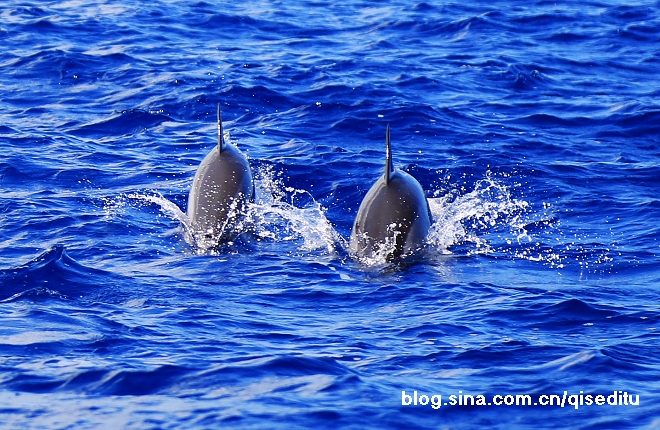 【毛里求斯】碧海蓝天，与海豚共同遨游
