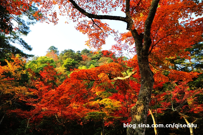 【日本】广岛，严岛神社与弥山彩林