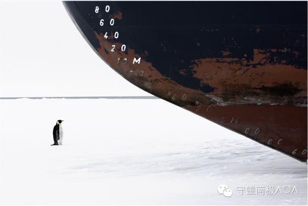 南极企鹅数量锐减 气候变化与渔业扩张难辞其咎