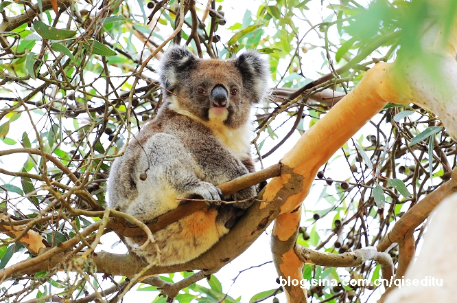 【南澳大利亚】神奇壮丽袋鼠岛