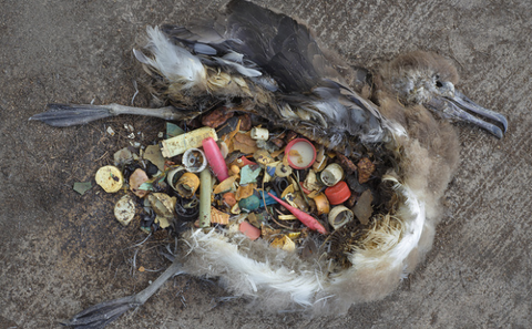 塑料垃圾：被忽视的海洋杀手