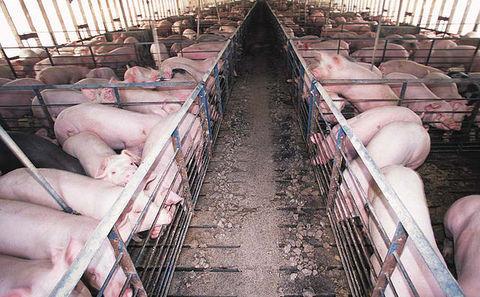 美国猪肉产业滋生污染、健康及种族问题