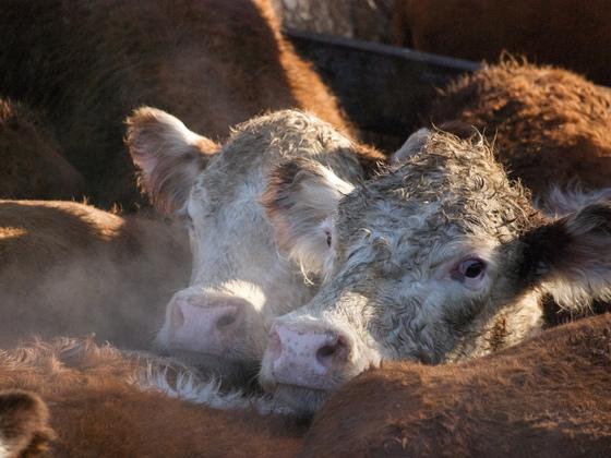 中国对阿根廷进口牛肉发出预警