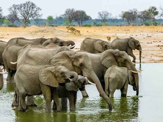 生态保护者谴责津巴布韦出口活大象的计划