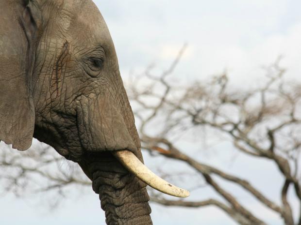保护大象：叫停合法象牙贸易远远不够