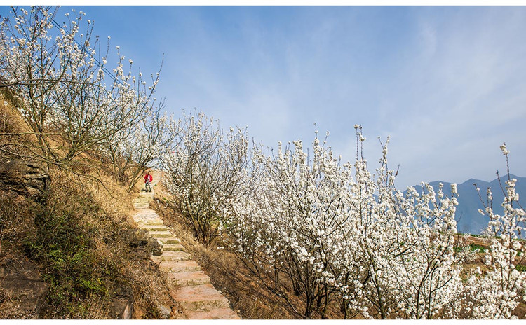 三峡最早的樱花开在大溪  (巫山南线自驾) - 何志宏 - 何志宏摄影