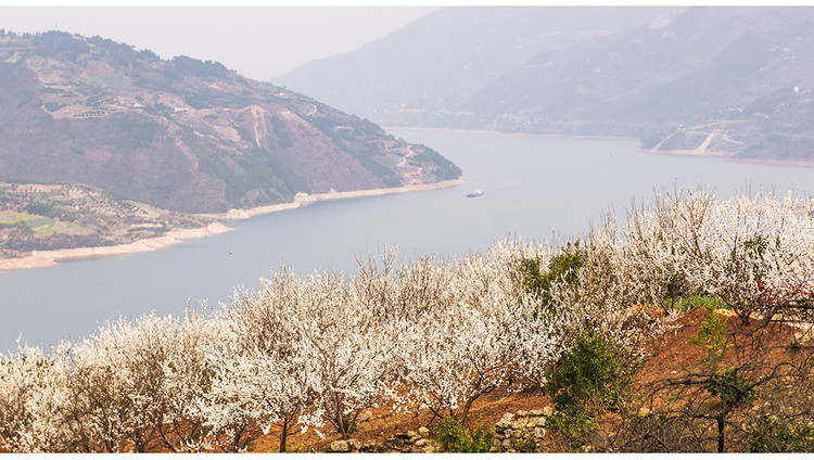 三峡最早的樱花开在大溪  (巫山南线自驾) - 何志宏 - 何志宏摄影