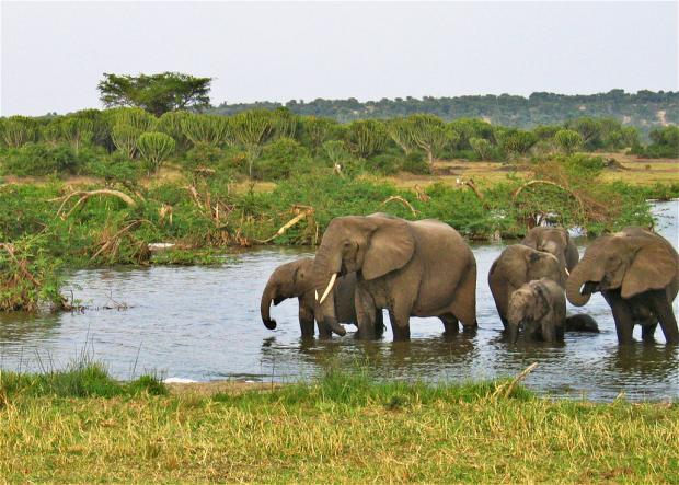 而当代大象保护面临的问题是它们常常生活在人类主导的环境下,不能再